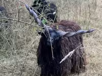 Schaf, Racka sheep — Foto 8
