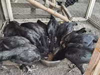 Chickens — 6. fotó