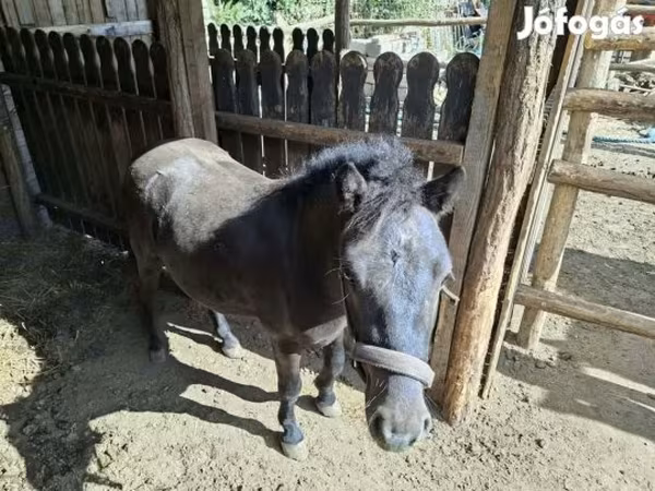 Конь, Лошади