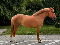 Jument, Chevaux — photo 1