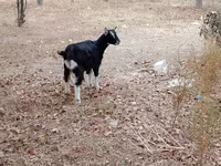 Cabras (lote, sexo no especificado), Cabras — foto 2