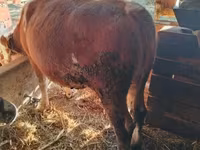Toro, Simmental cattle — foto 2