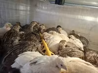 Quails — 3. fotó