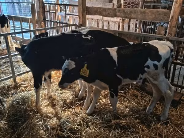 Bull, Russian Black pied cattle — Hungary
