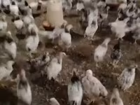 Chickens — zdjęcie 6