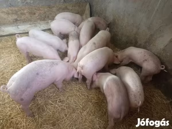 Sow, Крупная белая