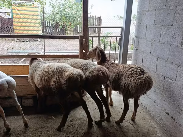 भेड़, Rhon sheep