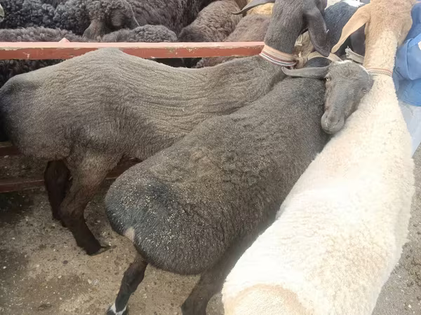 Sheep (batch, sex not specified), Edilbay sheep