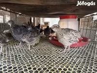 Quails — photo 3