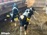 सांड, Russian Black pied cattle — फ़ोटो 1