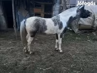 Caballo, Caballos — foto 3
