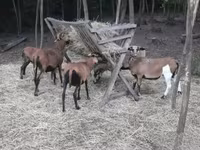 公羊, Cameroon sheep — 照片 3