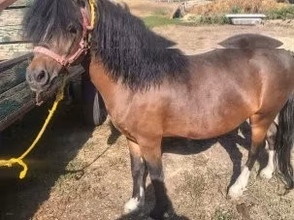 公马, Horses