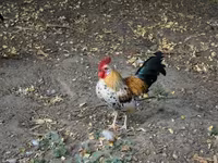 Chickens — photo 1