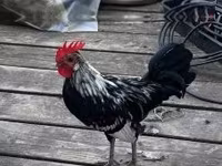 Bantam Japonesa — foto 6