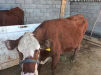 Cow, Latvian Blue cattle — photo 1