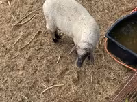 كبش, Tsigai sheep — الصورة 4