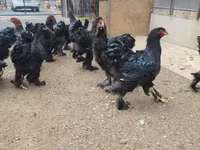 براهما — الصورة 5