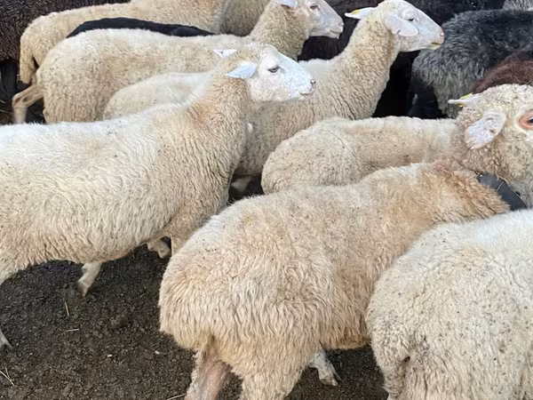 Qoç, Qoyunlar