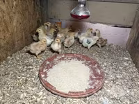 Chickens — foto 1