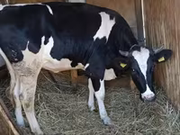 Vaca, Russian Black pied cattle — foto 2