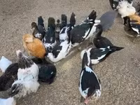 Ducks — photo 3
