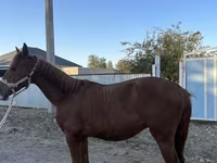 Hing, Arabian horse — 3. fotó