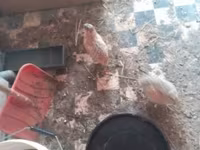 Quails — foto 1