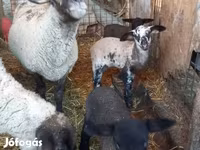 Juh, White Suffolk sheep — 1. fotó