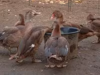 Ducks — 照片 4