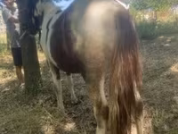 घोड़ा, Indian half-bred — फ़ोटो 3