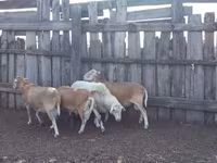 Kos, Katum sheep — 2. fotó