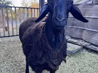 Қошқар, Hissar sheep — 5-сурет
