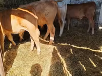 ثور, Simmental cattle — الصورة 5