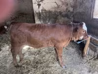 母牛, Limousin cow — 照片 1