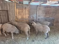 भेड़, भेड़ — फ़ोटो 2