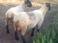 Carnero, White Suffolk sheep — foto 3