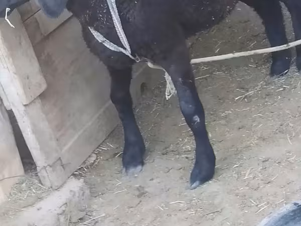 公羊, Sheep