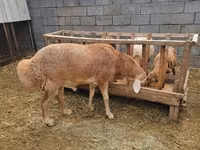 Bélier, Arashan sheep — photo 7