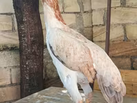 Shamo chickens — foto 8