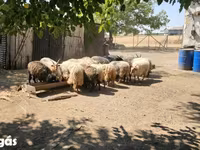 Kos, Racka sheep — 4. fotó