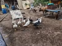 डोमेस्टिक मस्कोवी — फ़ोटो 6