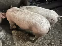 Sow, Pigs — photo 1
