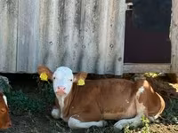 Vaca, Vaca Limousin — foto 4