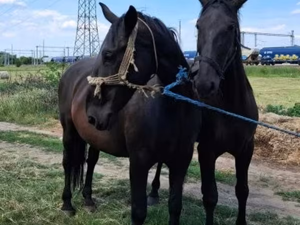 Stute, Nonius horse — Ungarn