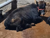 Bika, Swedish red cattle — 3. fotó