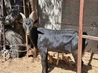 बकरा, Alpine goat — फ़ोटो 4