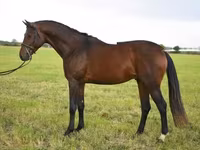 At, Thoroughbred horse — foto 3
