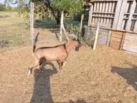 Kozioł, Alpine goat — zdjęcie 3