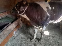सांड, Russian Black pied cattle — फ़ोटो 4